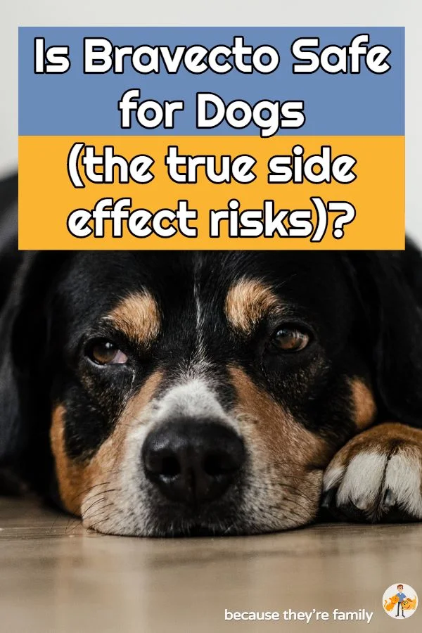 Is Bravecto Safe for Dogs the true side effect risks Our